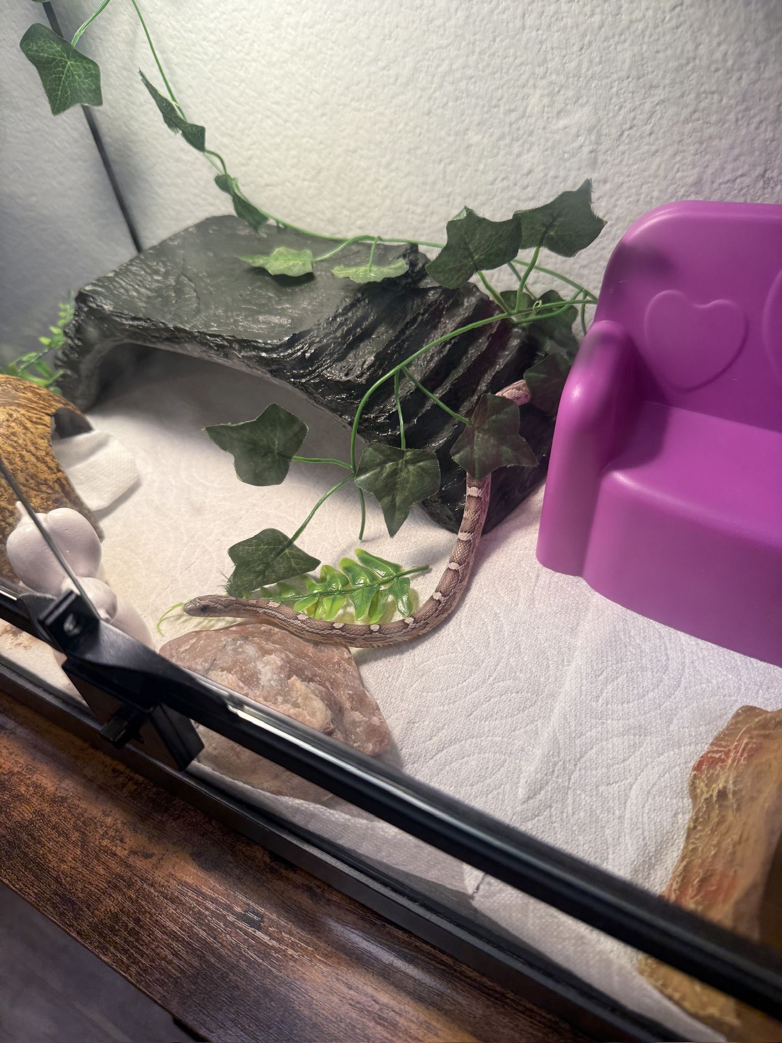 Snake Tank For Sale
