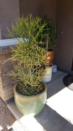 Fire succulent almost 4ft tall with 18" glazed pot