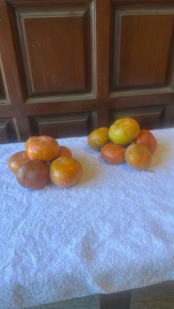Korean persimmon