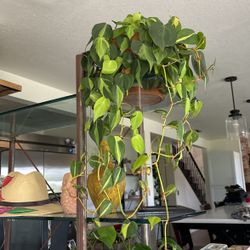 VARIGATED PLANT IN TERACATE POT