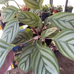 Calathea 6 “ Pot