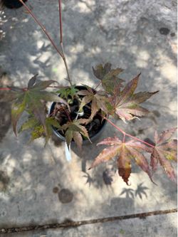 Rare Japanese Maple Tree Acer Palmatum “Firefly”