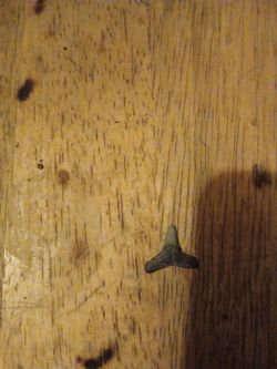Small Fossilized Shark Tooth