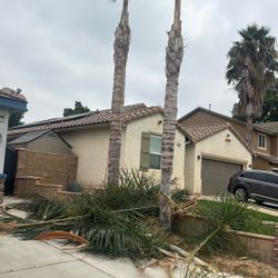 Palms Trimming 