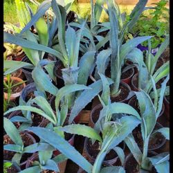 Maguey  Plants  $4 