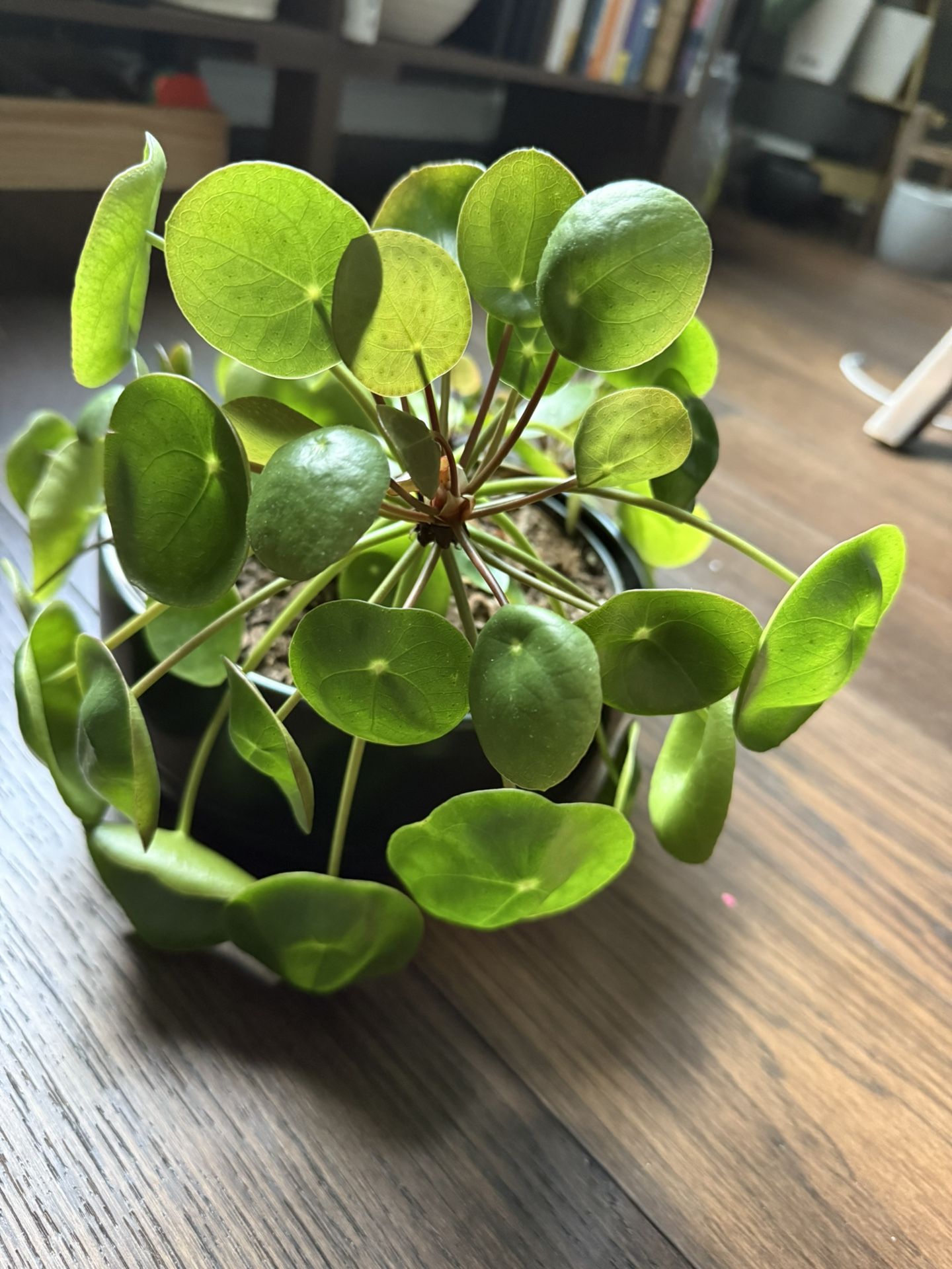 Money Plant