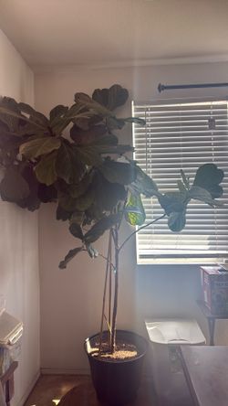 Fiddle leaf Tree!