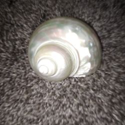 Mother Of Pearl Turbo Shell