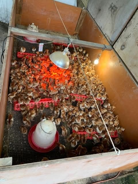 Cages To Put Red Island Reds chicks cages