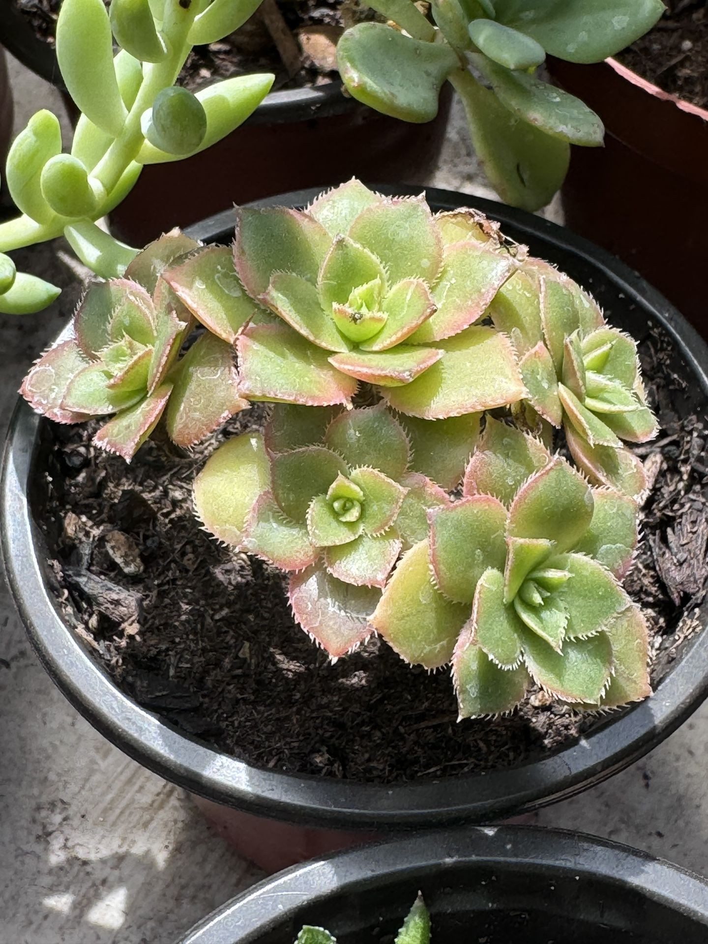 Succulents Plants 4”pot