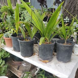 Palmas A $8