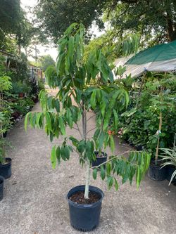 Anona tree Sugar apple