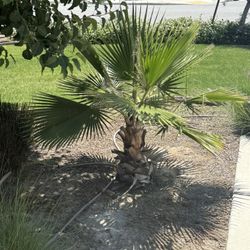 2 Palm Trees Free (Must Dig Out)