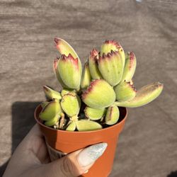 Variegated Bear Paw Succulent 