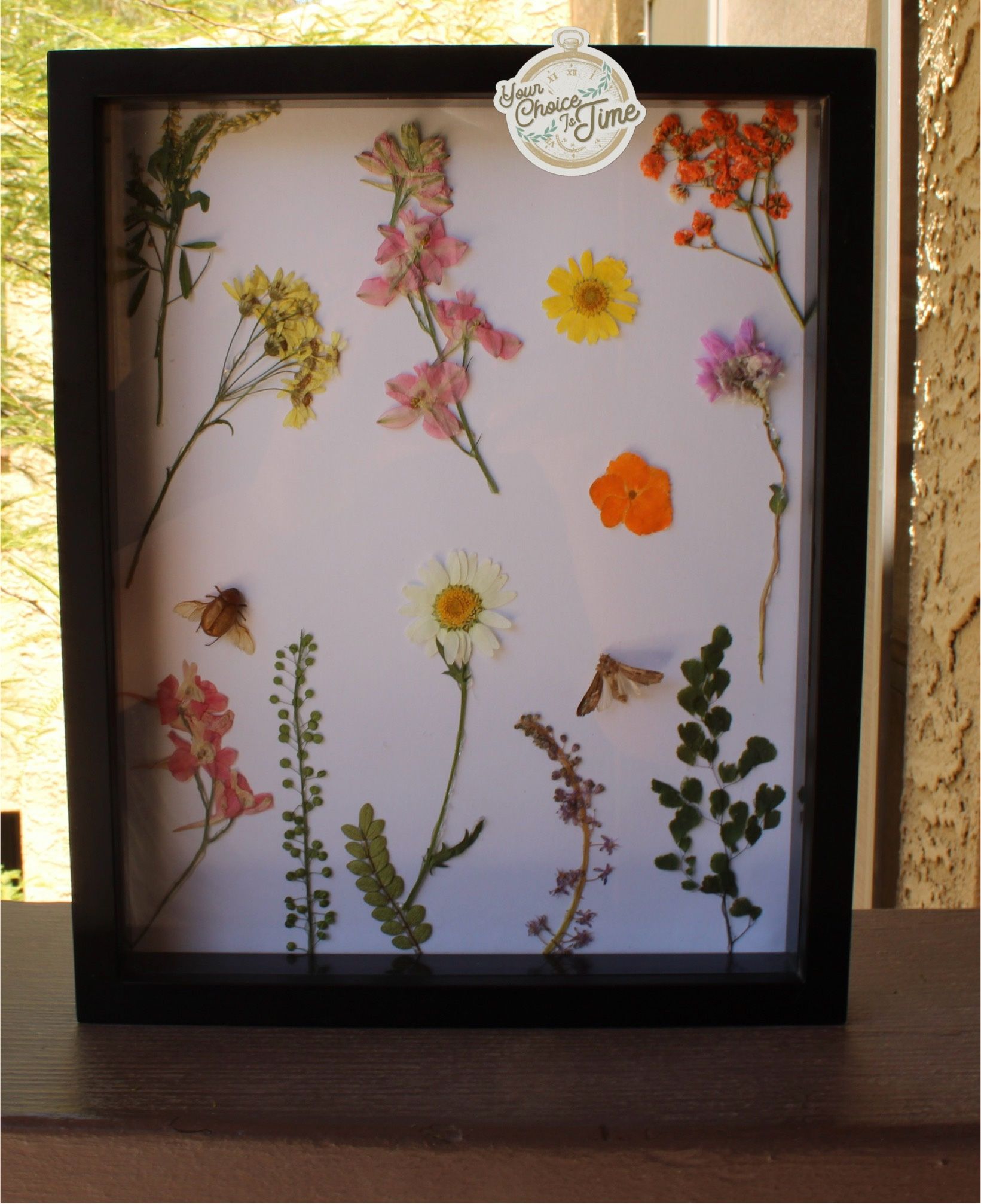 Taxidermy framed art