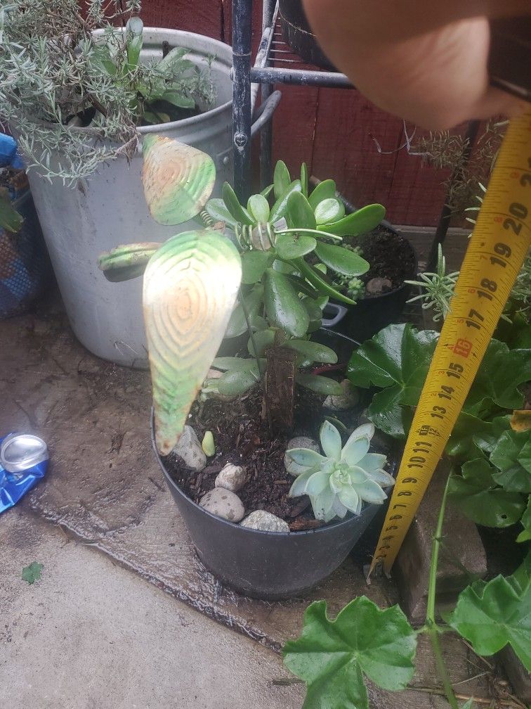 A Beatiful Jade & Small Suculent On The Side