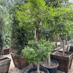 Euginia Topiary 2 Tiers 