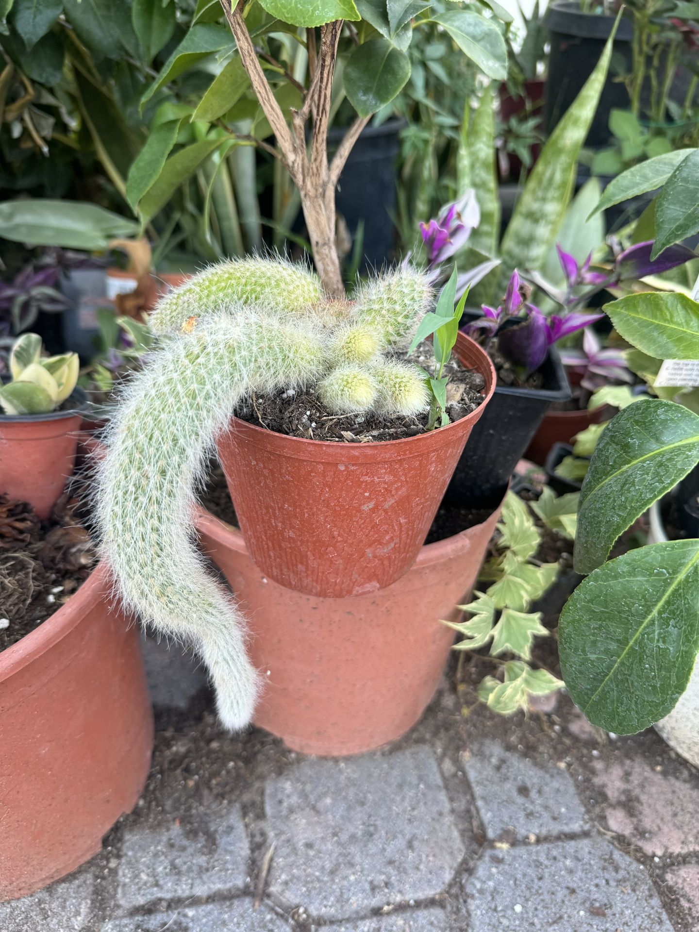 Monkey Tail Cactus