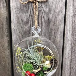 Air Plant Terrarium Ornament