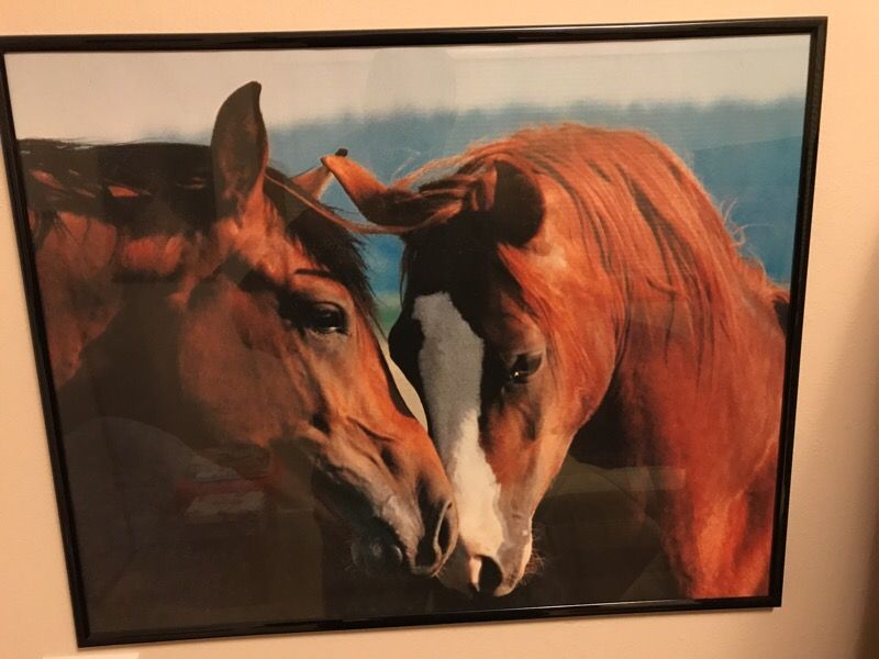 Framed Horse pictures