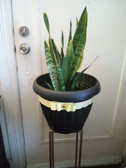 Plant