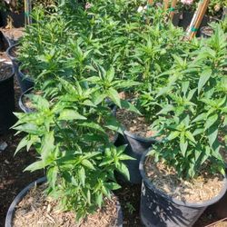 Variedad De Plantas$15 And Up