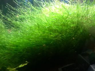 Aquarium Floating plants