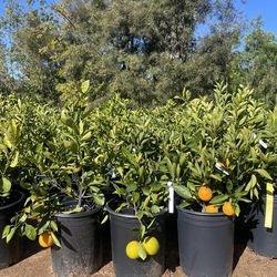 5 Gallon size- Fruiting age - citrus trees