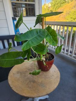 Philodendron Burle Marx