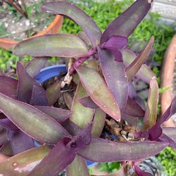 Purple Heart plant - 2$