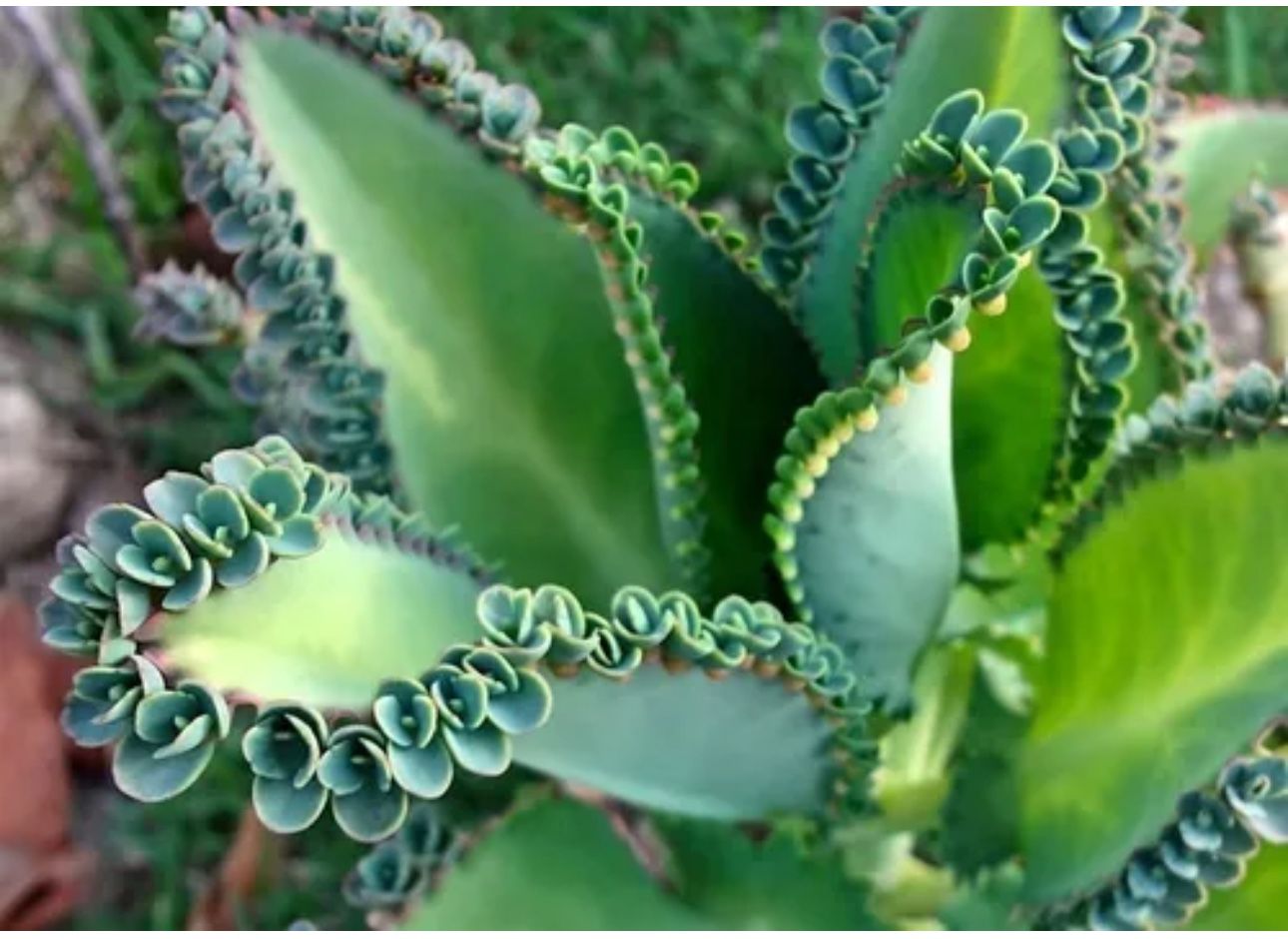 Mother Of Thousands Plant 🪴🌿