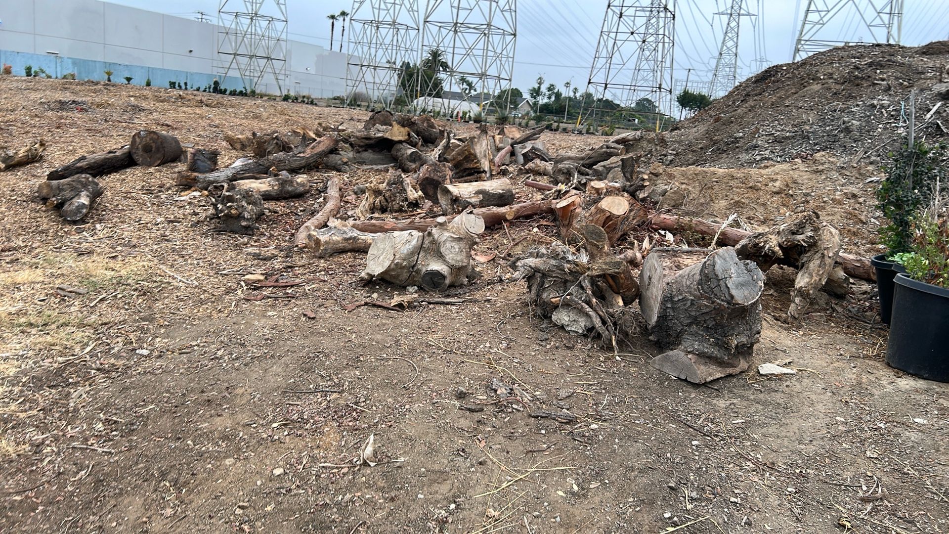 Firewood