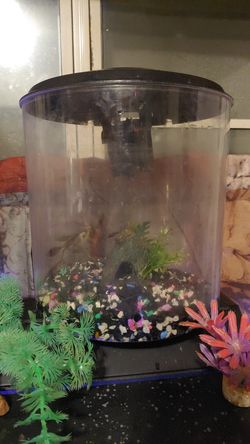 2 gallon fish tank