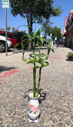 Lucky bamboo with China vase together 33” inches tall for indoor only