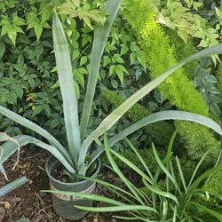 Blue Agave.  Is Smal Pot. Pick Up For 10 