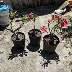 Rose Of The Dessert 