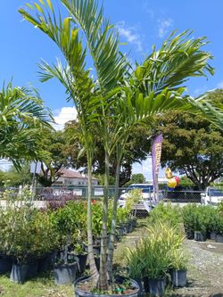 Christmas Palms 25gl $120🌴🌴🌴