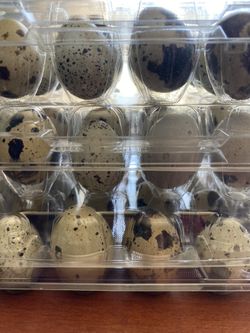 Huevos De Codorniz Orgánicos Frescos