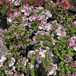 Geranio / Geraniums