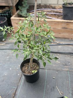 Chile plant