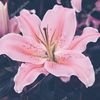 Lilly