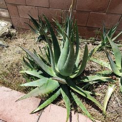 Sabila /aloe Vera