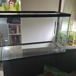 Fish Tank 