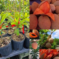 mamey Grafted Trees 🌳 In 3gal Arboles  de mamey Sapote Injertados 
