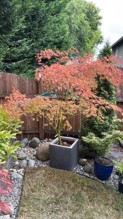 Acer Palmatim Seiryu Japanese Maple