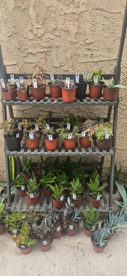 Succulent Plants