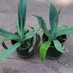 Agave Plants Only $5 Each