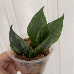 Beautiful Hoya Polyneura Broget Plant