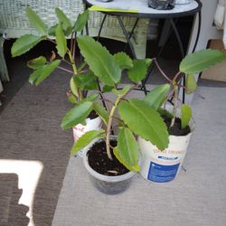 2 Miracle Leaf Plants $14 -Ship $7 -Leaf Of Life Kalanchoe