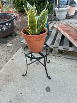 Plant and stand